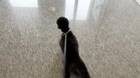 Small black dog on a leash Stock Footage 228726173