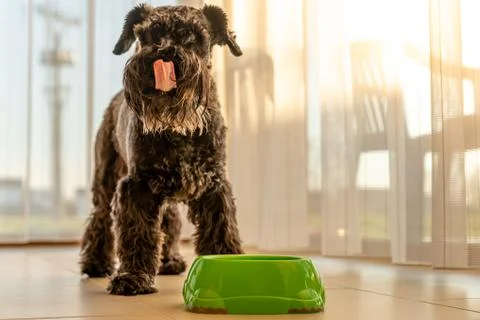 Small black dog licks muzzle after a delicious meal. schnauzer Stock Photos