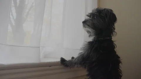 Small Black Dog Looking Out Window Stock Footage 224998728