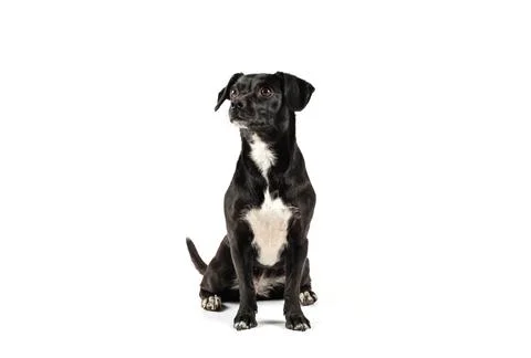 Small black dog looking sideways isolated white background Foto stock