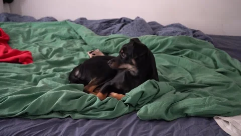 Small black dog lying in bed waiting for owner, loyal pet resting at home Video stock 326002905