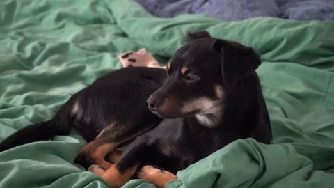 Small black dog lying in bed waiting for owner, loyal pet resting at home Stock Footage 326002909