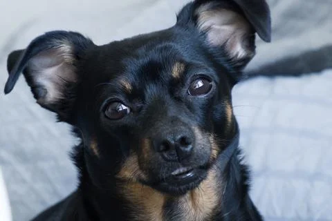 The small black dog, muzzle close-up Stock Photos