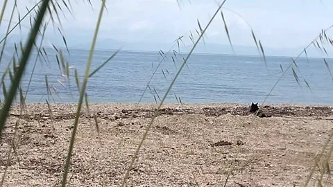 A small black dog is relaxing on an empty beach and waiting for its owner Stock Footage 308631754