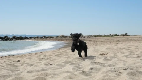 Small black dog running on the beach, slow motion Stock Footage 90493486