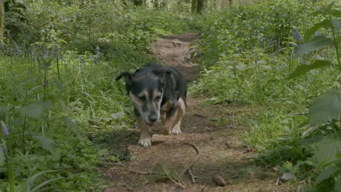 Small Black Dog Running Towards the Camera in a forest Video stock 210879208
