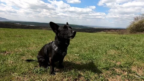 Small black dog sit outside happy summer sunny day travel with dog green grass. Stock Footage 153421924