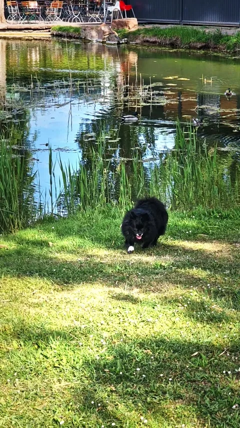 Small Black Dog Sniffing Grass Beside Lake Stock Footage 345651106