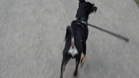 Small Black Dog Walking on Leash in Park, Cute Puppy Outdoors Stock-Footage 316601737