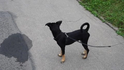Small Black Dog Walking on Leash in Park, Cute Puppy Outdoors Stock Footage 316601748