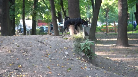 Small Black Dog Walking on Leash in Park, Cute Puppy Outdoors Stock Footage 316601834