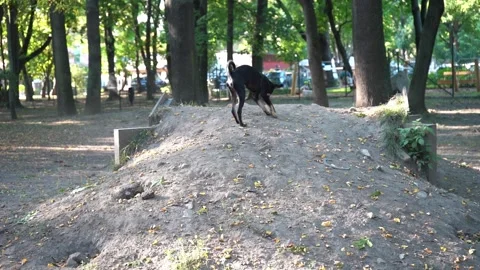Small Black Dog Walking on Leash in Park, Cute Puppy Outdoors Stock Footage 316601857