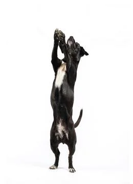 Small black dog without breed, mixed breed black canine standing on two legs Foto stock