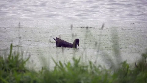 Small black duck feeding Stock-Footage 282863433