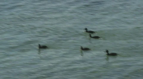 Small black ducks Stock Footage 589933