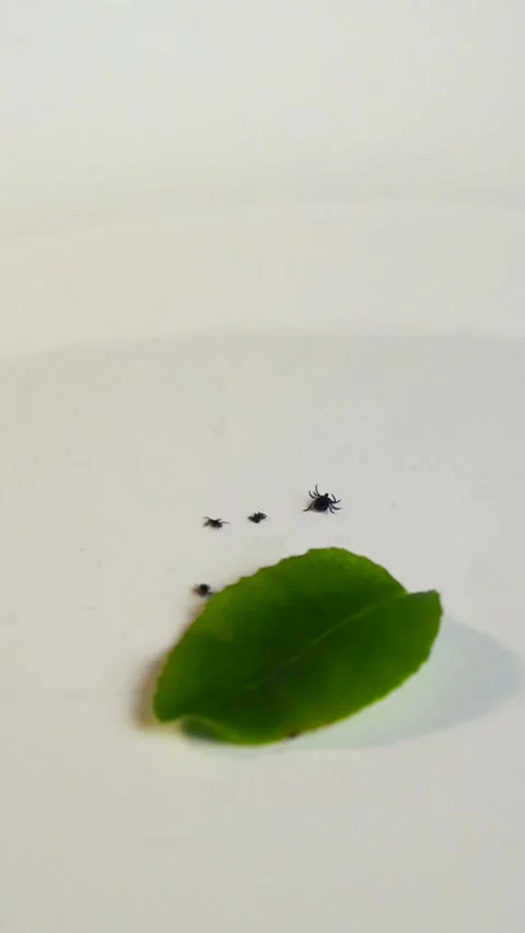 Small Black Encephalitis Ticks Moving on a White Background Stock Footage 340850178
