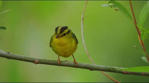 Small black-faced warbler perched on a thin branch looking at camera Stockbeeldmateriaal 328808891