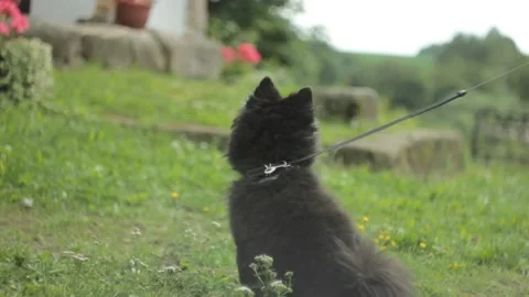 Small Black fluffy dog sitting on the grass during the summer time Видео 232860125
