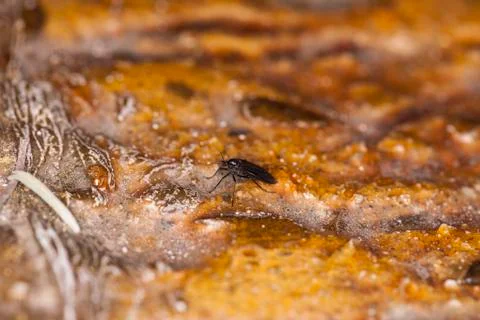 Small black fly Stock Photos