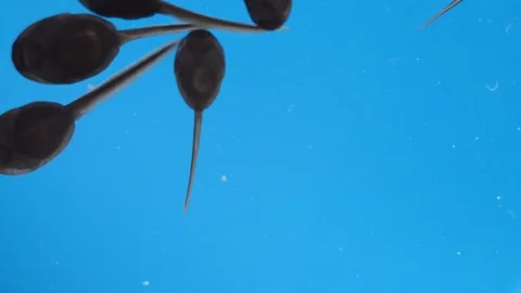 Small black frog larvae swim in the water. Macro view from below. Stock Footage 153884453