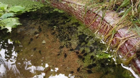 Small black frog larvae swimming in a pond. Closeup view of frog larva. Stock Footage 162385496