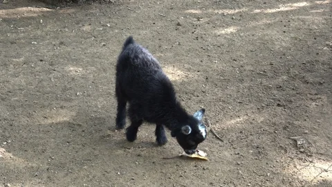 Small black goat. Video stock 98246647