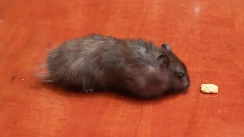 A small black hamster eats cookies in turns Stock Footage 318674686