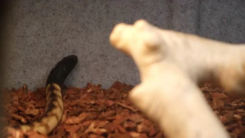Small black-headed python in captivity.  Local to Australia.  They grow up Stock Footage 205807974