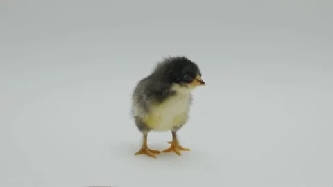 A small black hen runs out of frame. The chicks have just been born. Stock Footage 157991609
