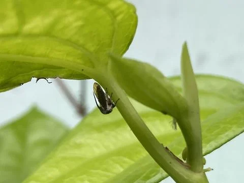 Small Black Insect Hiding Under a Bright Green Leaf Foto stock