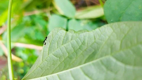 Small black insect mantis resting on leaf Stock Photos
