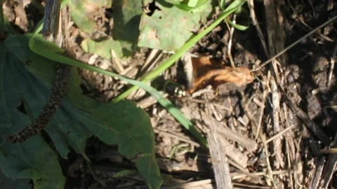 Small, black insect moving fast on the ground Stock Footage 234593605