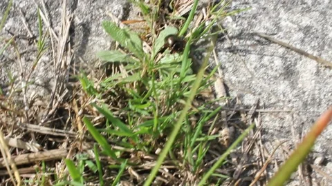 Small, black insect moving fast Stock Footage 234593616