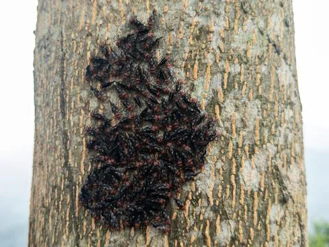 Small Black Insect With A Red Head Stock Photos