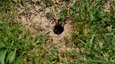 Small black insects Stock Footage 50426260