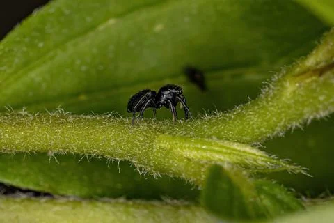Small Black Jumping Spider Stock Photos
