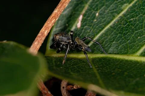 Small Black Jumping Spider Stock Photos