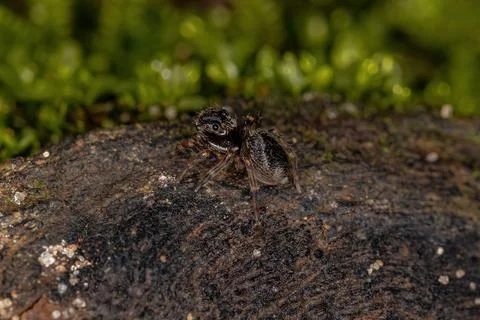 Small Black Jumping Spider Stock Photos