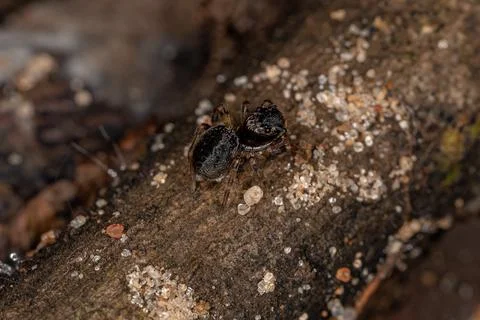 Small Black Jumping Spider Stock Photos