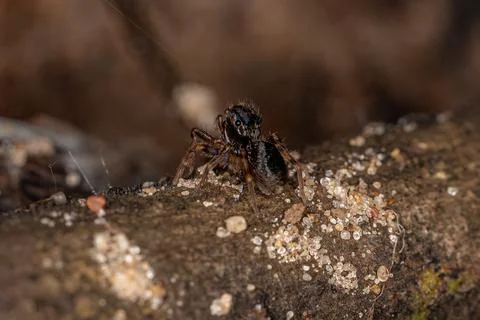 Small Black Jumping Spider Stock Photos