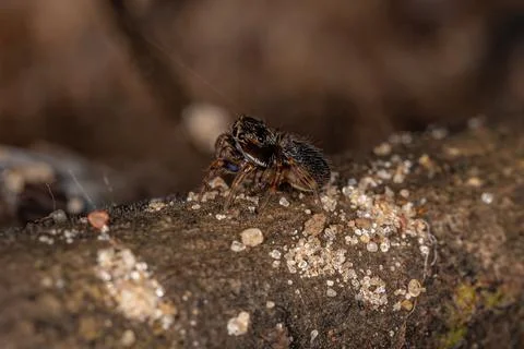 Small Black Jumping Spider Stock Photos