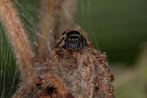 Small Black Jumping Spider Stock Photos