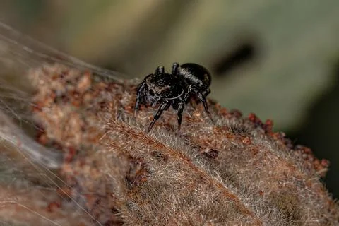 Small Black Jumping Spider Stock Photos
