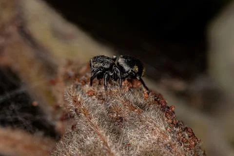 Small Black Jumping Spider Stock Photos