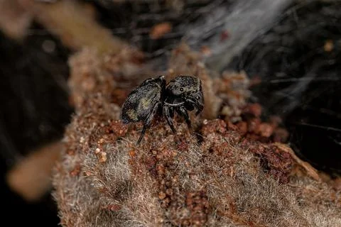 Small Black Jumping Spider Stock Photos