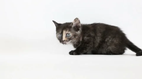 Small black kitten Stock Footage 62454728