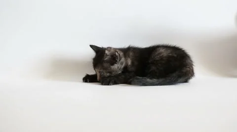 Small black kitten Stock Footage 62995621