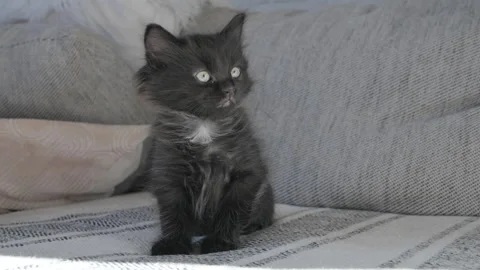 A small BLACK kitten Stock Footage 258648668