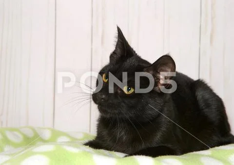 Small black kitten with green eyes laying on a green blanket with white dots, Stock Photos