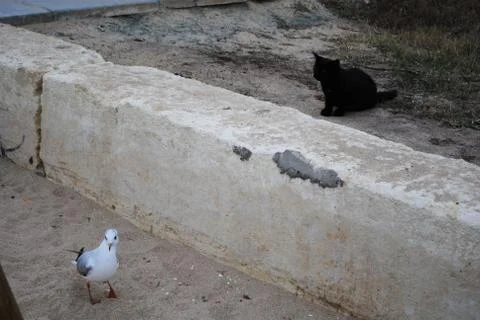 A small black kitten is hunting a Seagull. Stock Photos